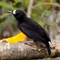 Short-tailed Paradigalla